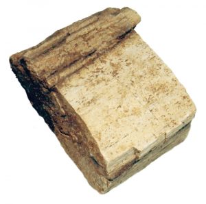 Petrified Wood Specimen